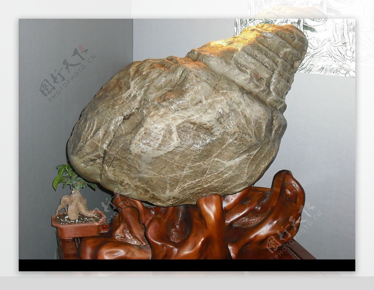 美丽的石头海螺图片