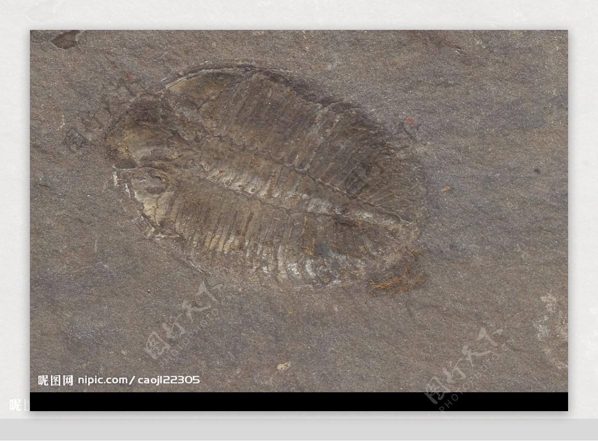 化石标本三叶虫化石图片