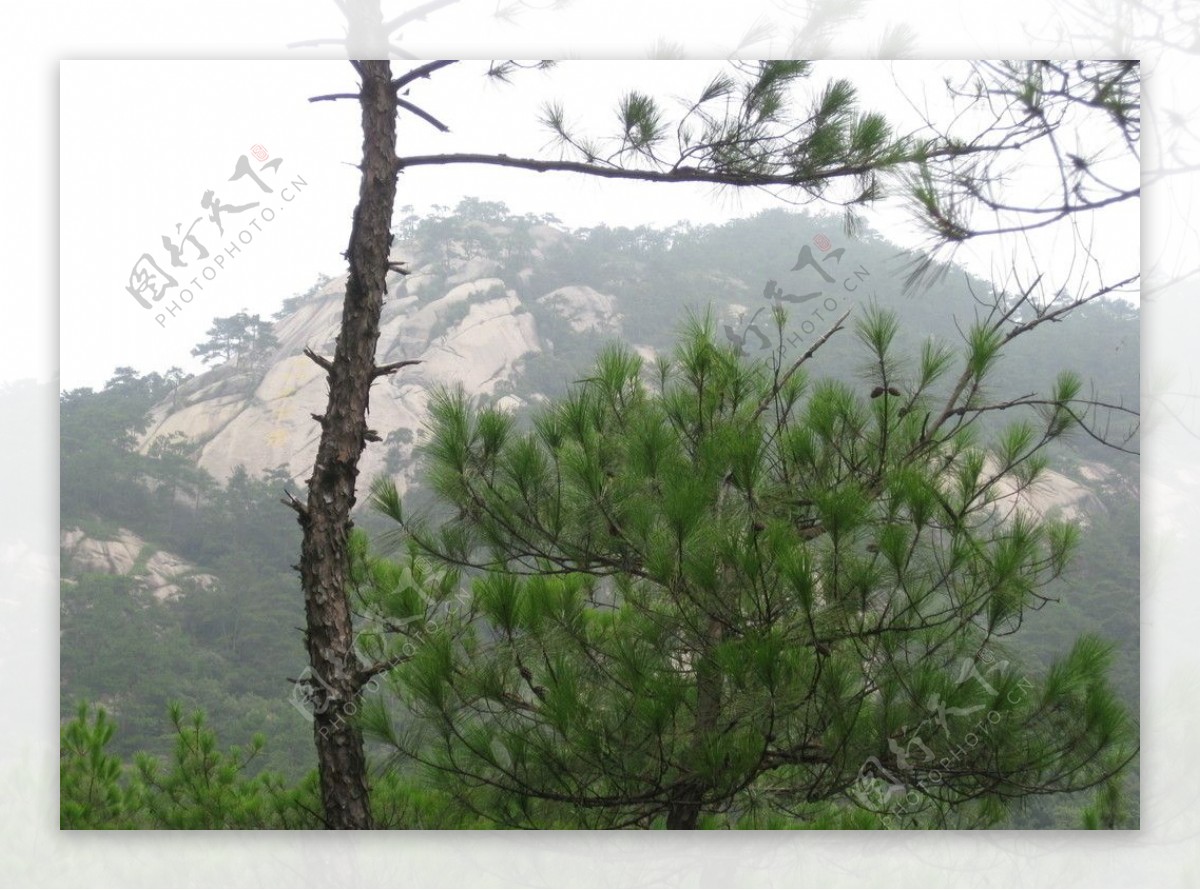 黄山松树图片