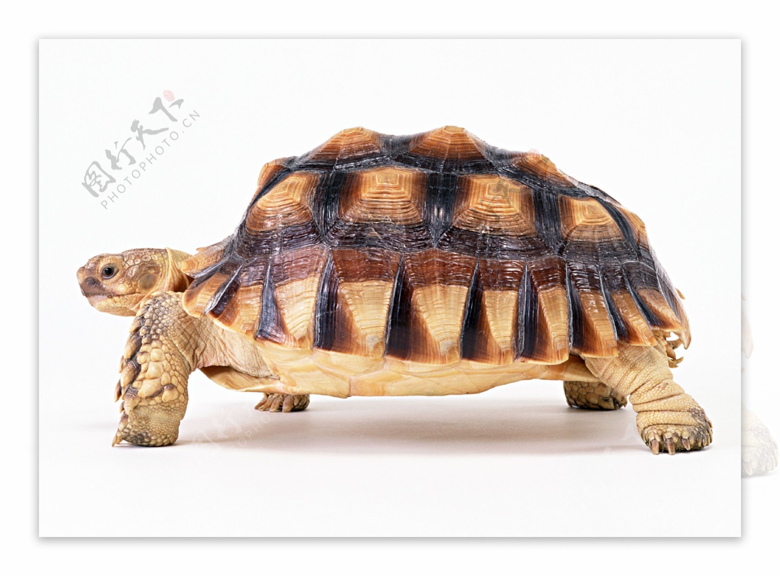 龟乌龟图片