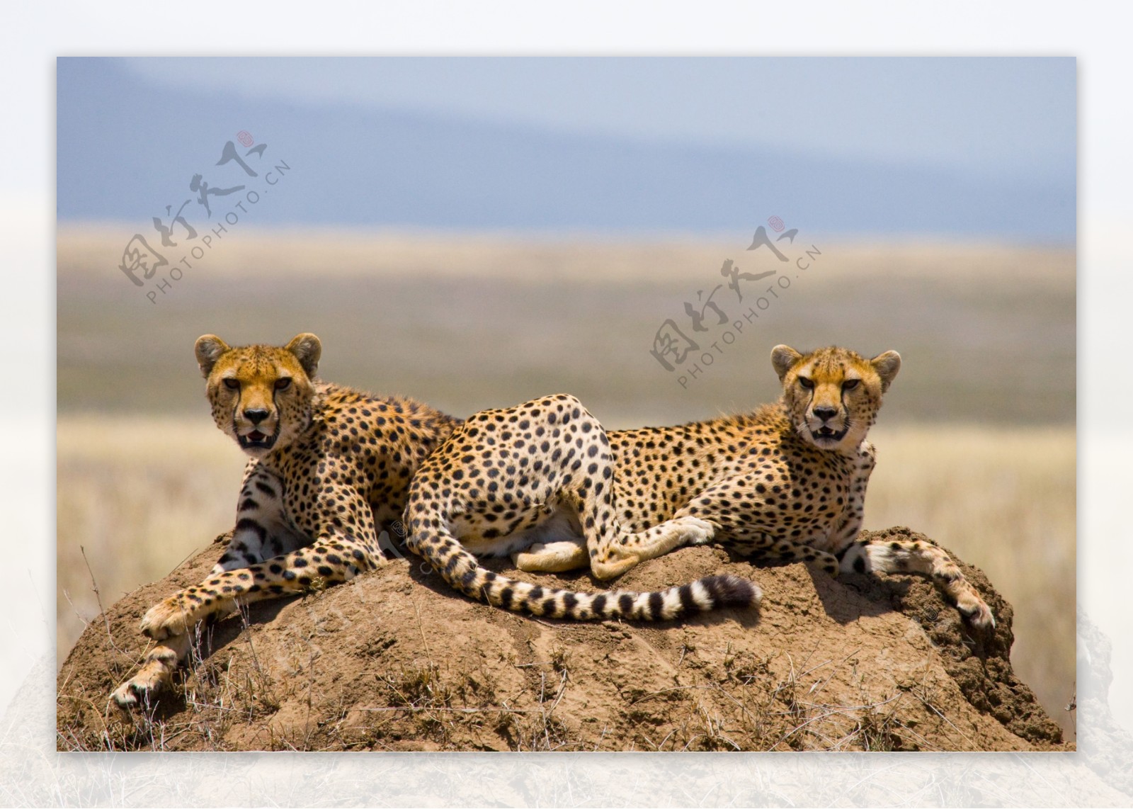 非洲猎豹图片