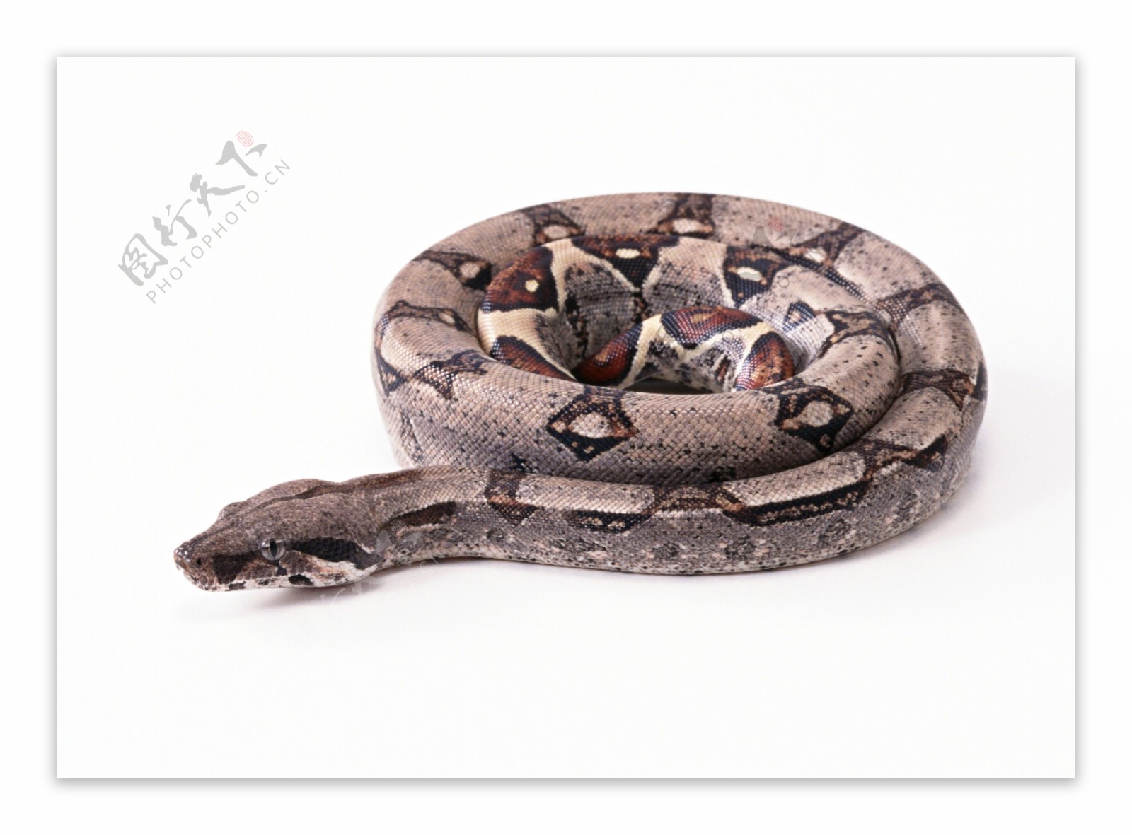 蛇蟒蛇动物蛇照片图片
