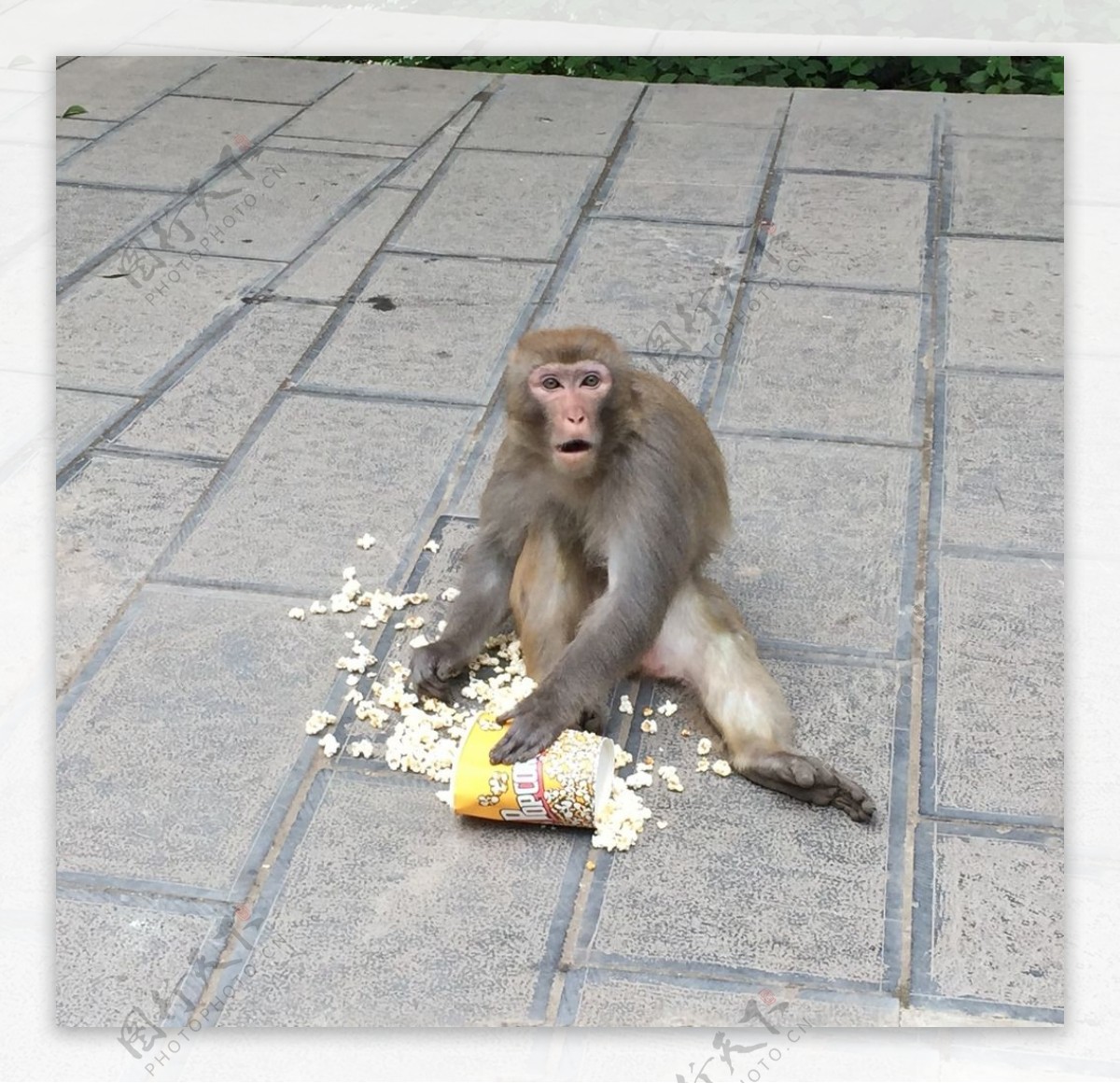 吃东西的猴子图片