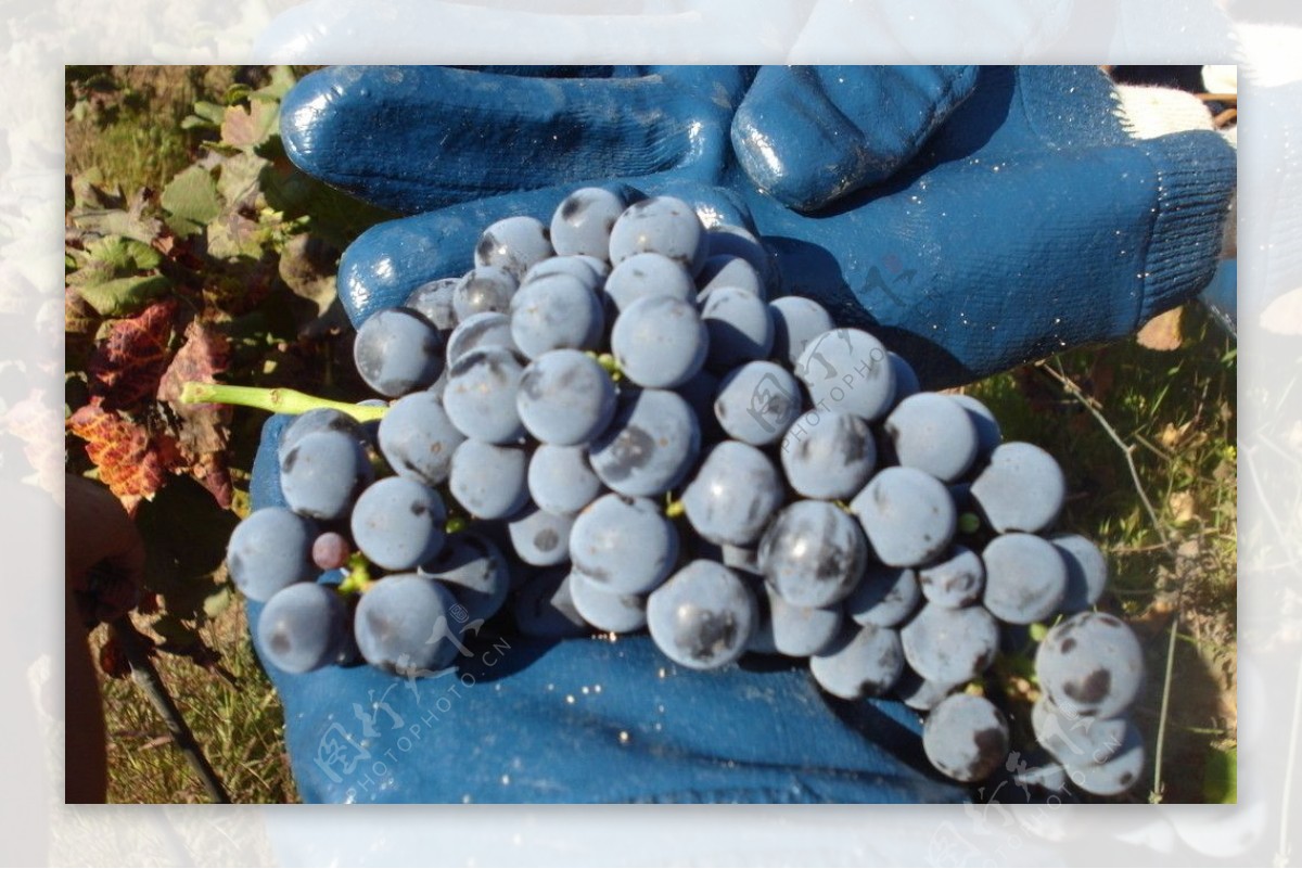 智利庄园葡萄图片