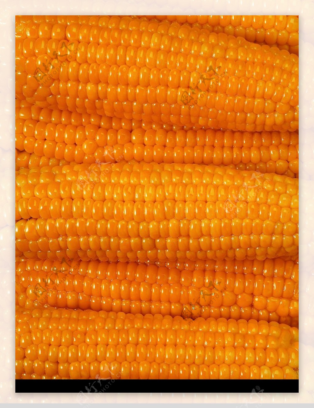 玉米背景图图片
