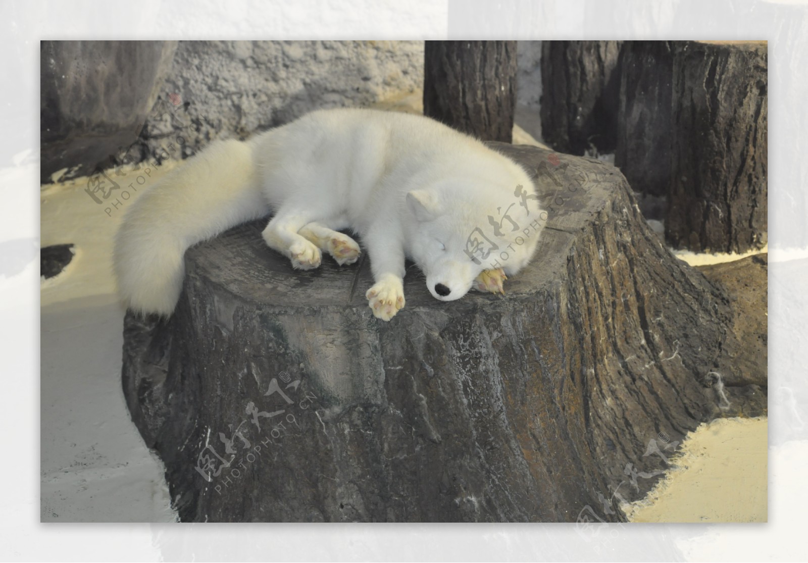 北极白狐图片