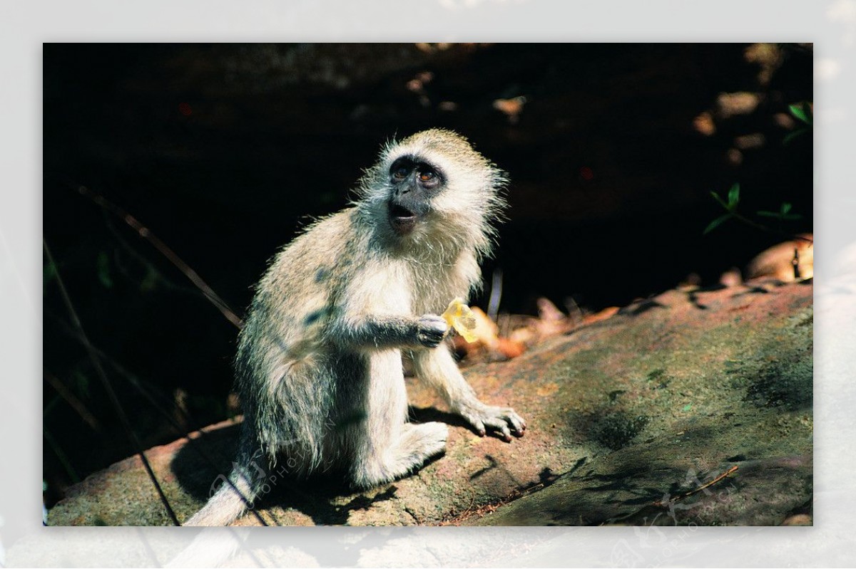 猿猴图片壁纸,猿猴图片孙悟空,猿猴图片进化_文秘苑图库