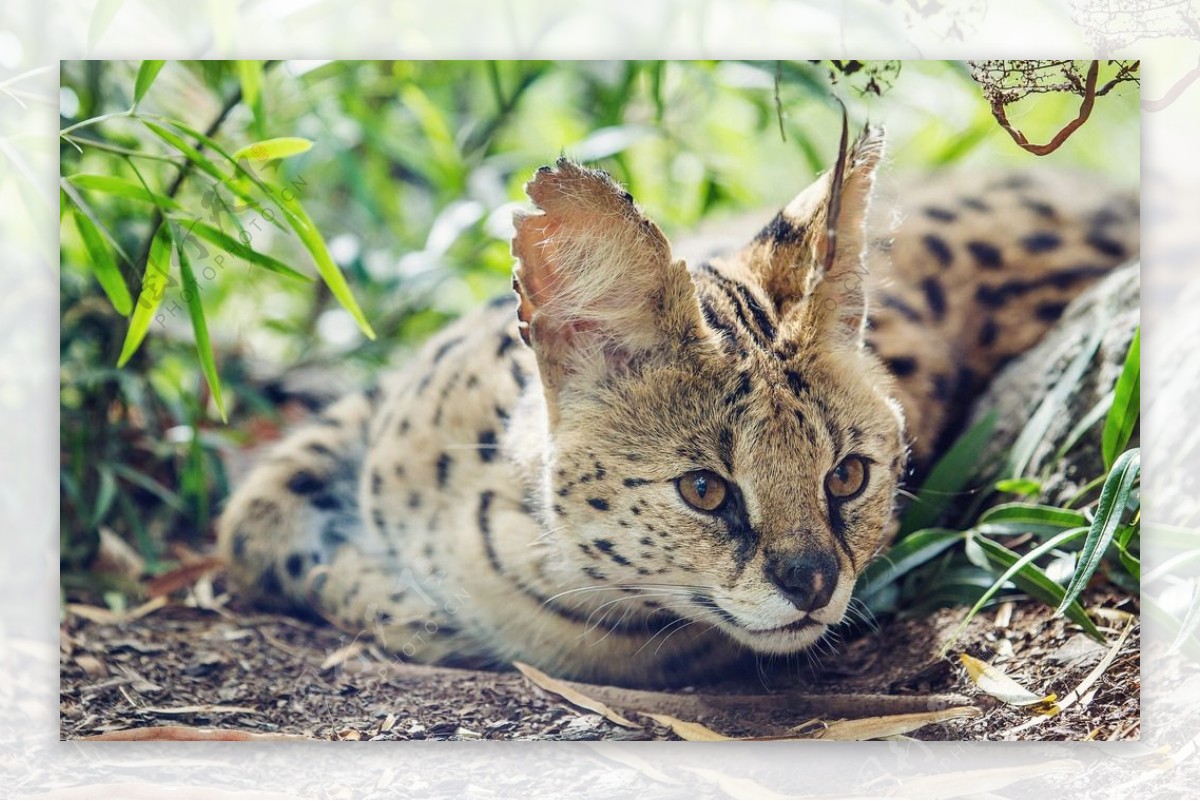 秦皇岛野生动物园薮猫图片