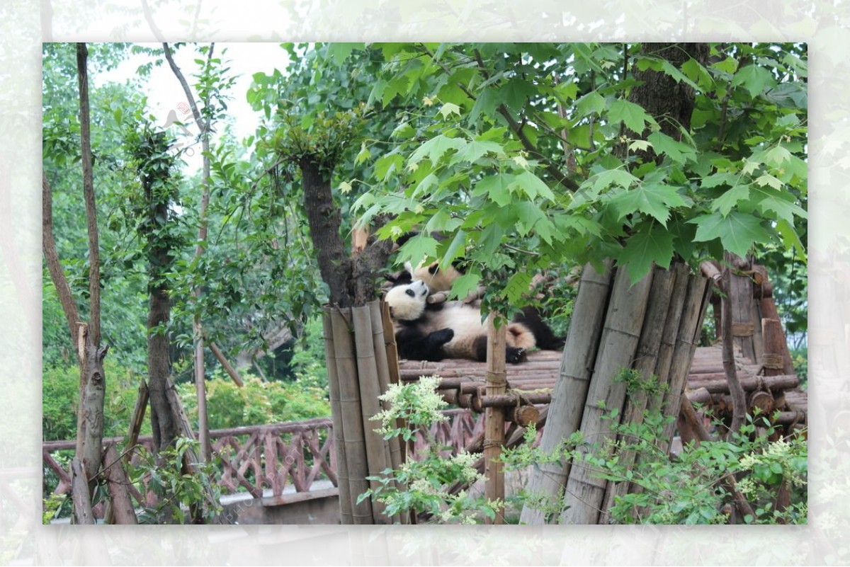 除了四川，汉中佛坪县也是熊猫的家乡，在这发现了棕色的大熊猫|金丝猴|大熊猫|佛坪县_新浪新闻
