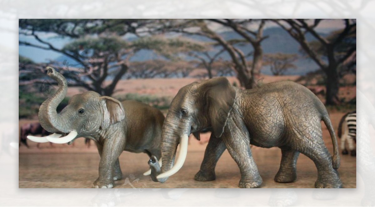 亚洲象与非洲象图片