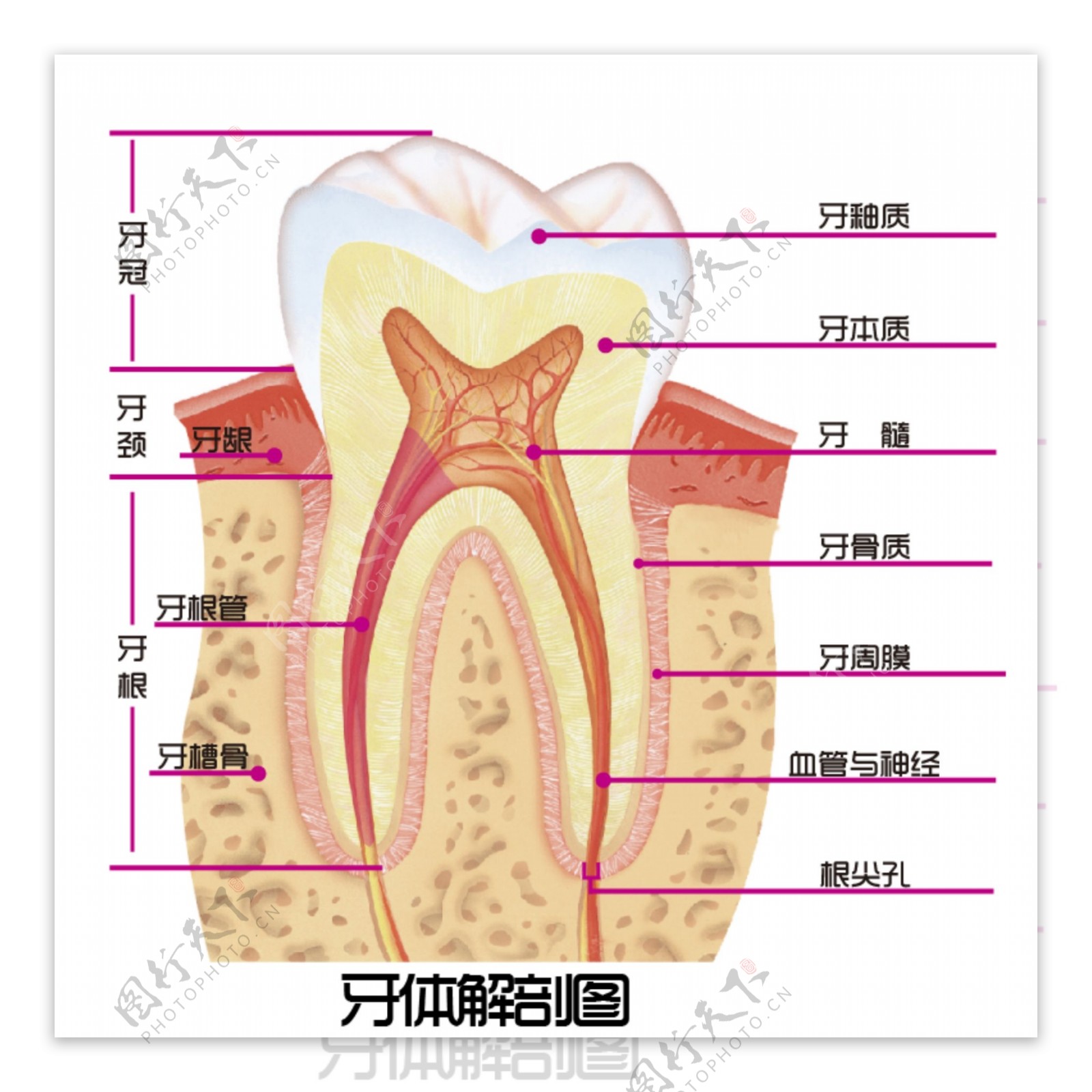 口腔牙齿解剖图医学医院教育展板图片