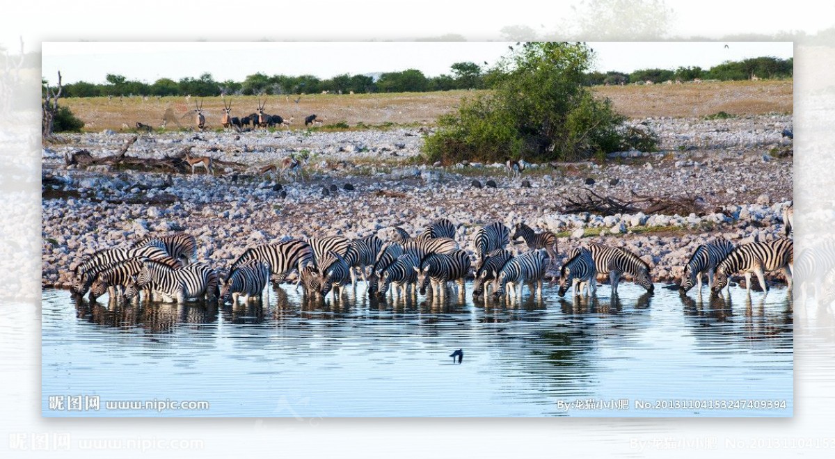 纳米比亚草原动物图片