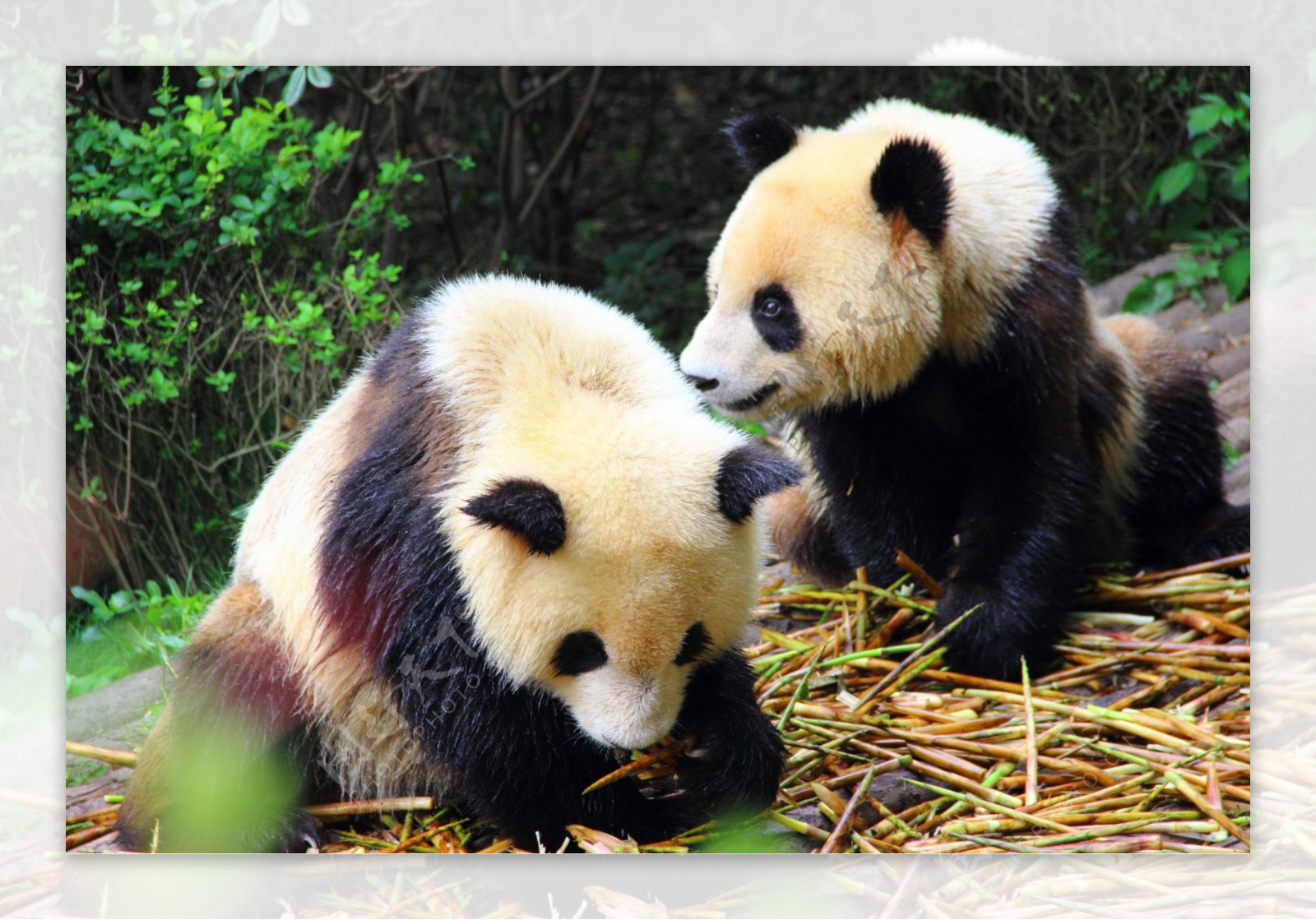 来四川，与国宝大熊猫亲密接触 - 知乎