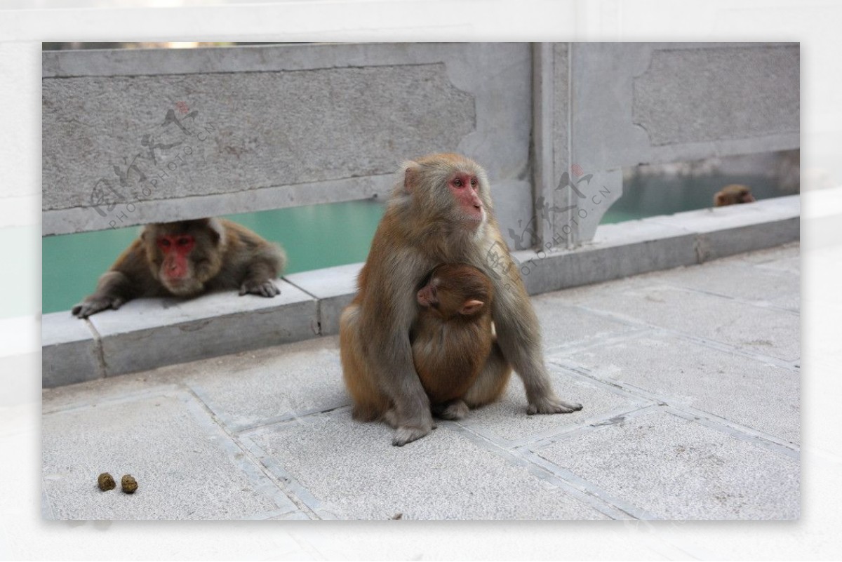 云台山猕猴图片