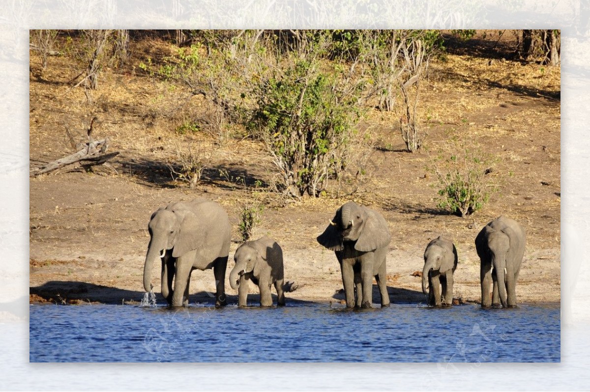 大象非洲象野生动图片