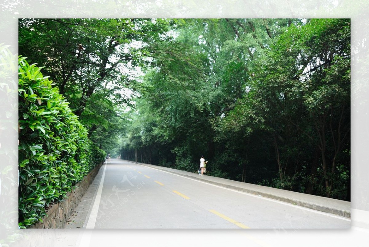 武汉大学樱园下林荫道图片