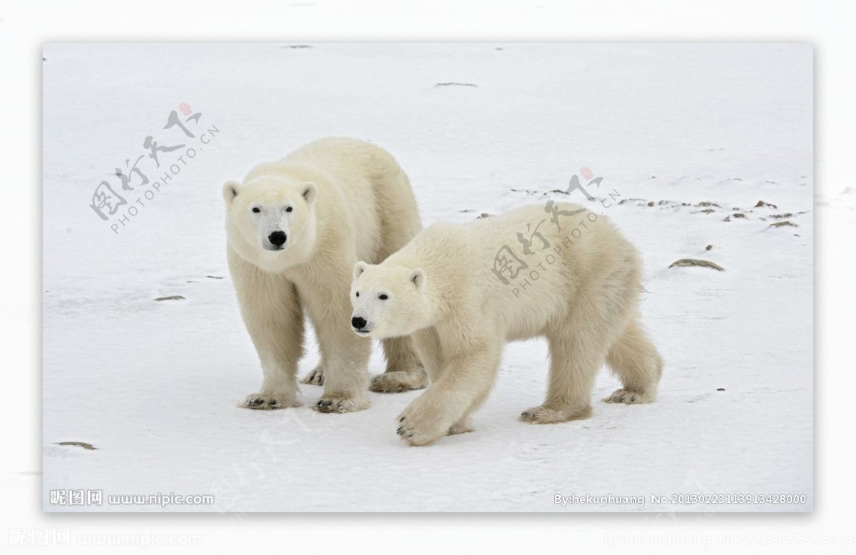 北极熊图片素材-编号13904612-图行天下