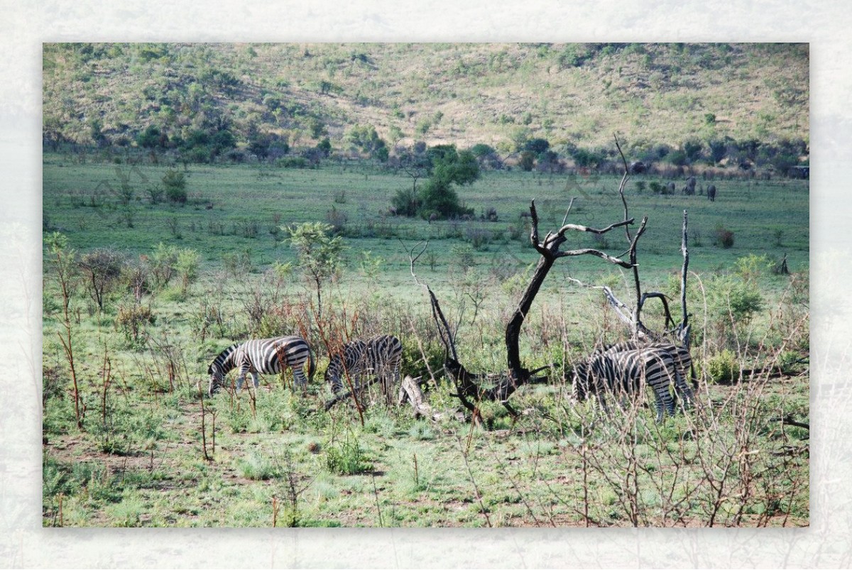 南非匹林斯堡国家野生动物园斑马图片