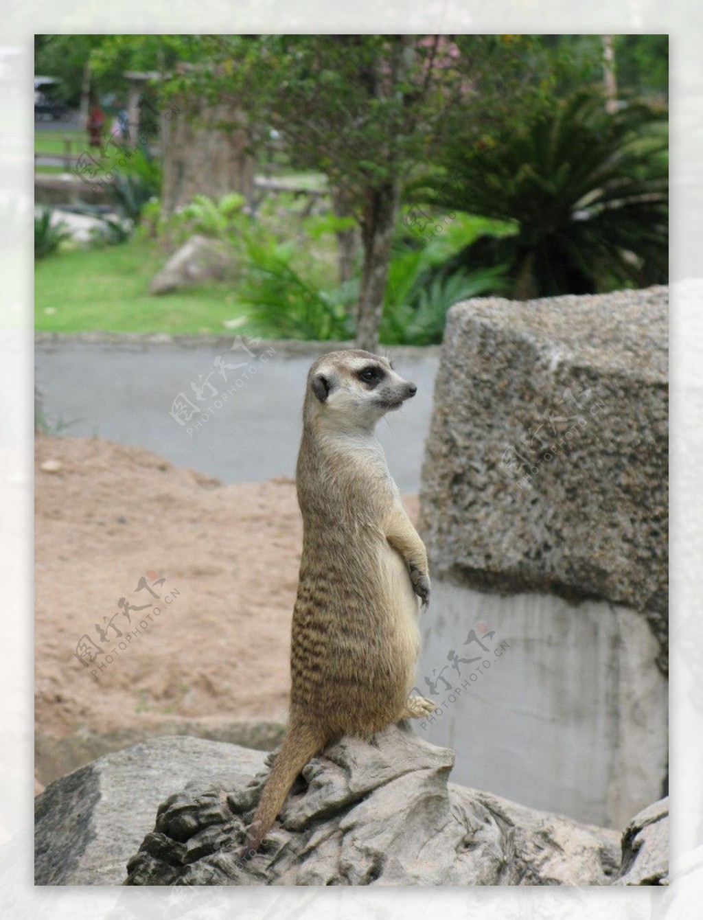 猫鼬狐獴野生动物图片