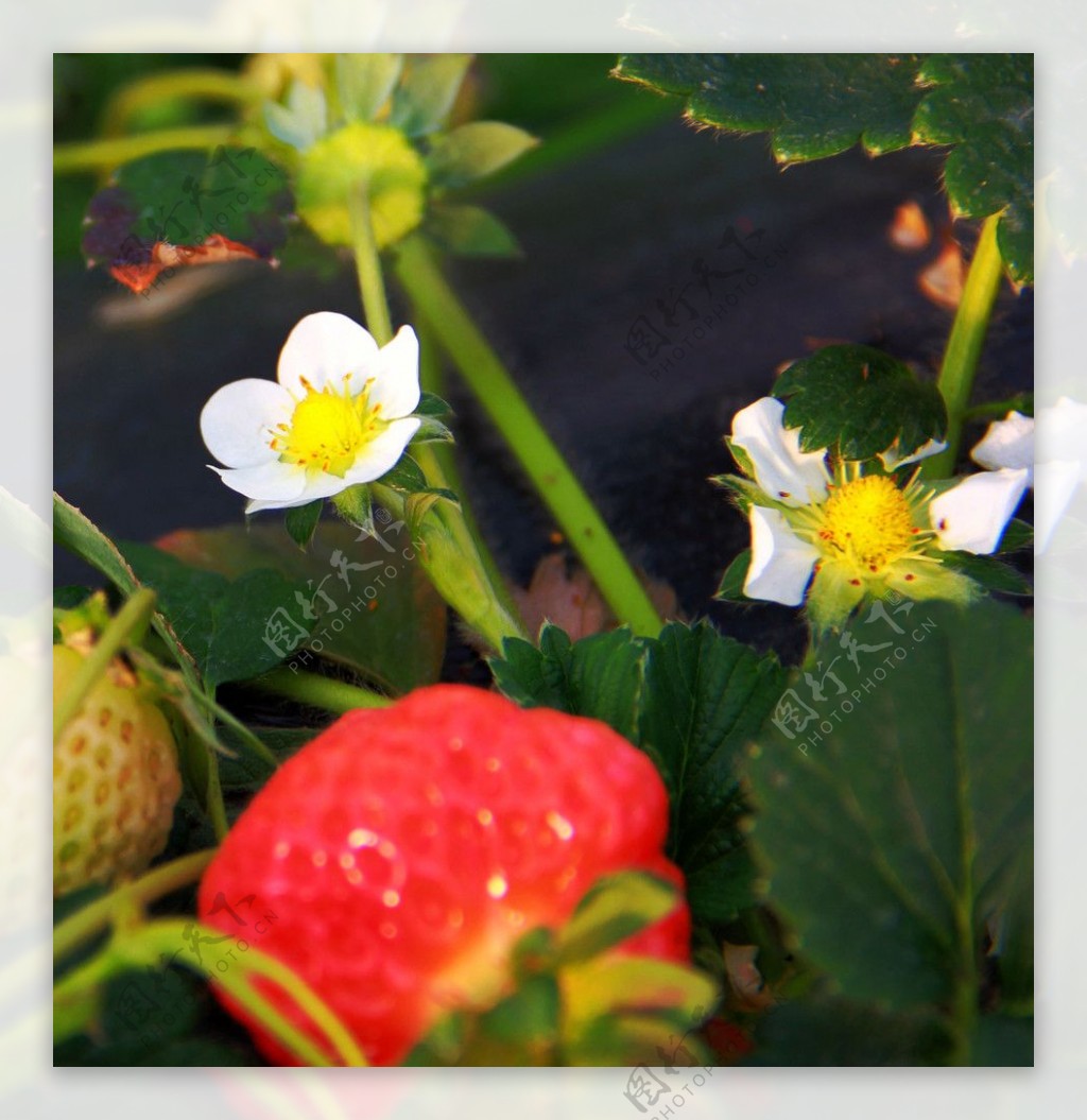 草莓之花生果图片