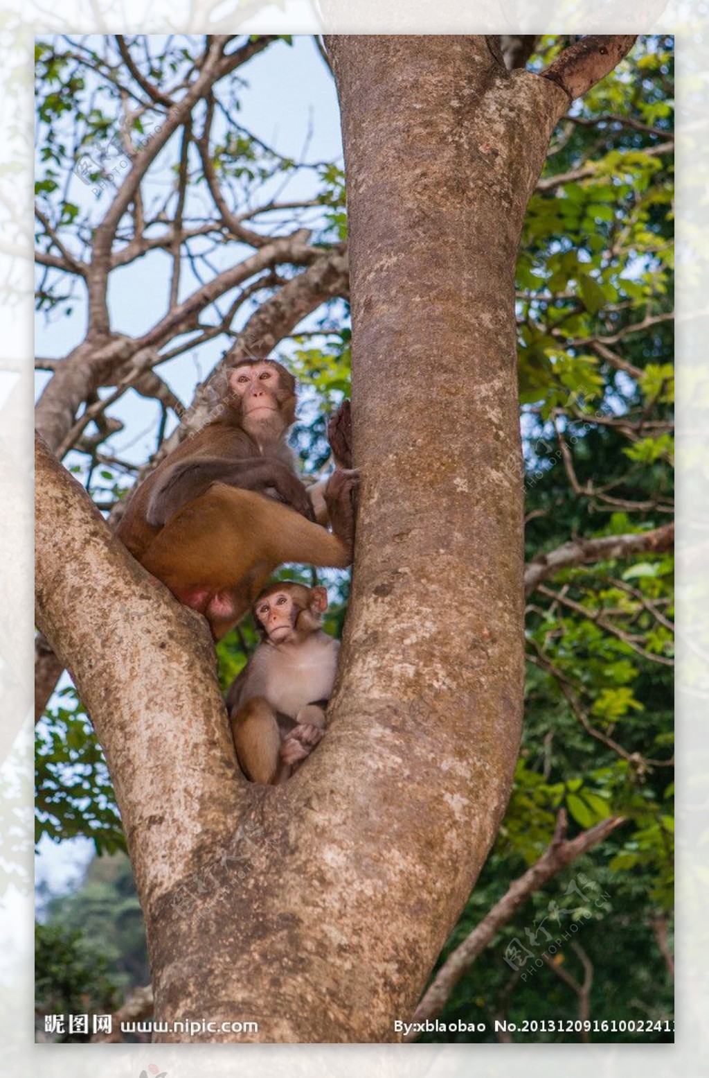 树干上的猴图片