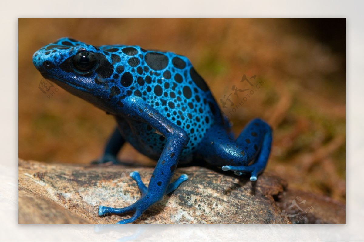 蓝色箭毒蛙 Dendrobatestinctorius azureus高清摄影大图-千库网