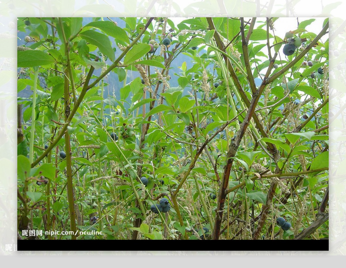 藍莓樹图片