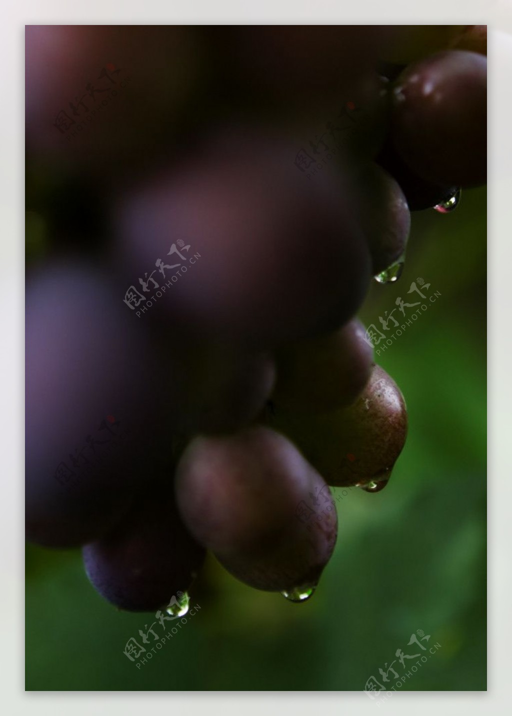 带露水珠的葡萄图片