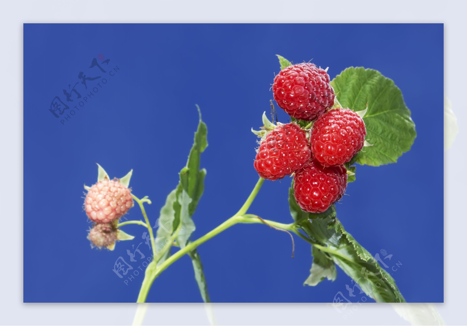 树莓高清图片