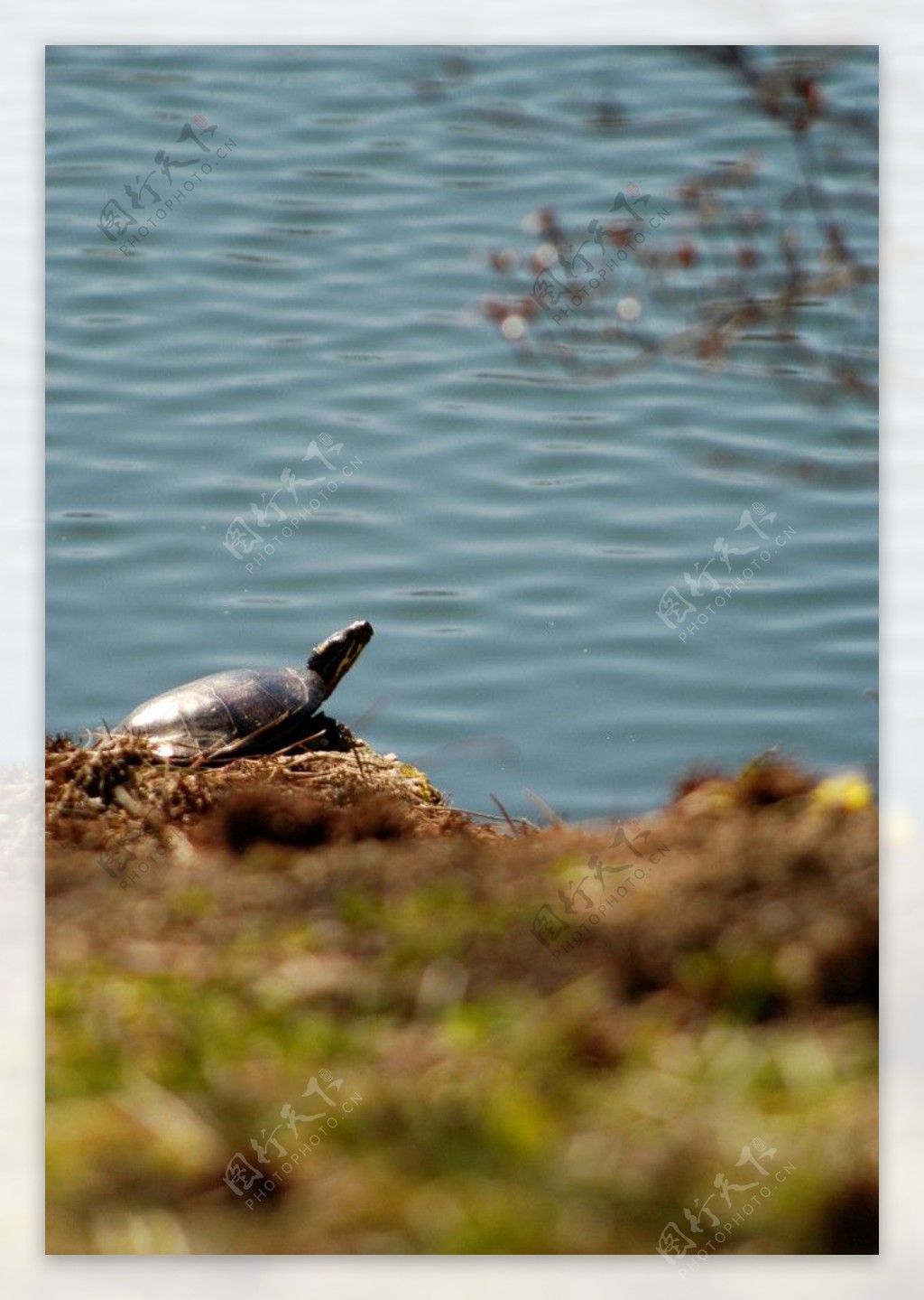 乌龟海龟图片