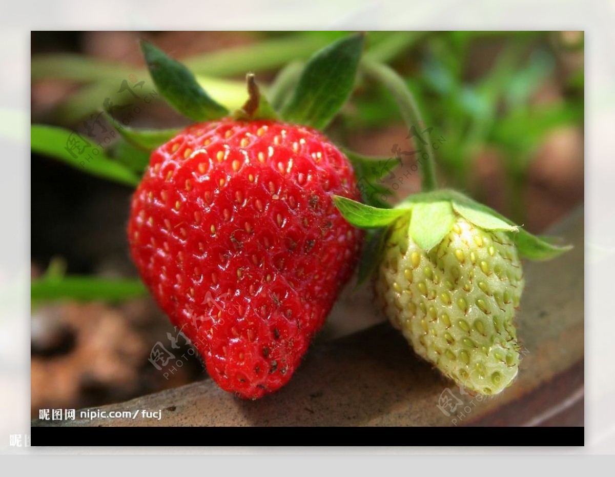 青红色草莓图片