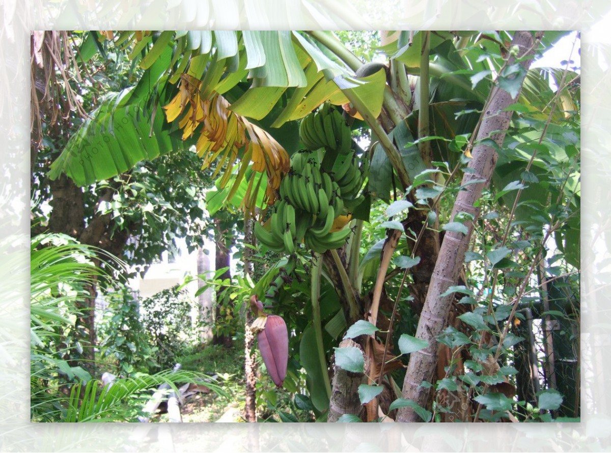 香蕉树图片