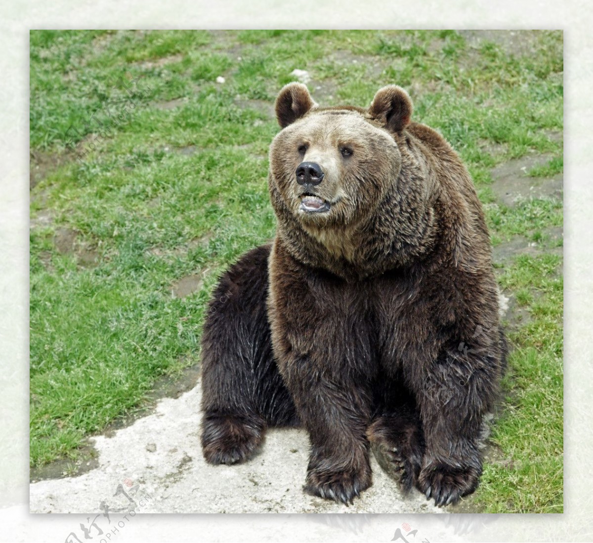 棕熊图片素材-编号26944078-图行天下