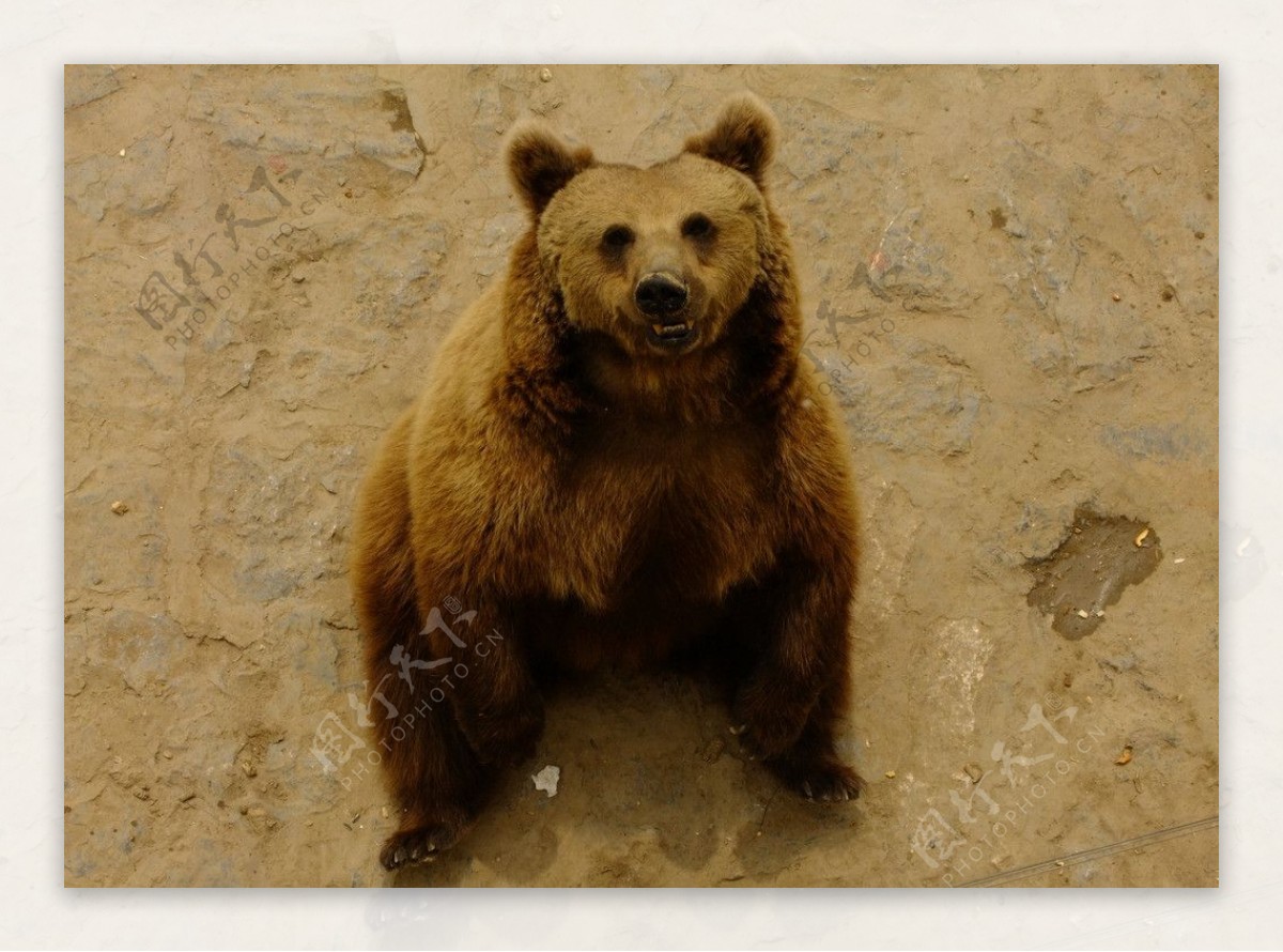 壁纸 : 性质, 野生动物, 动物园, 大灰熊, 棕熊, 动物群, 哺乳动物, 脊椎动物 5066x3377 - Ixoye1337 ...