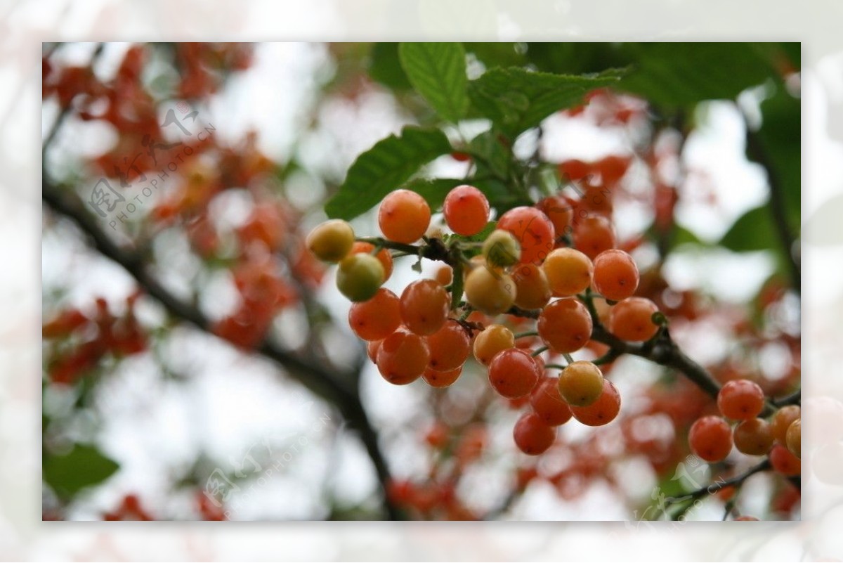 枝头鲜嫩的樱桃图片