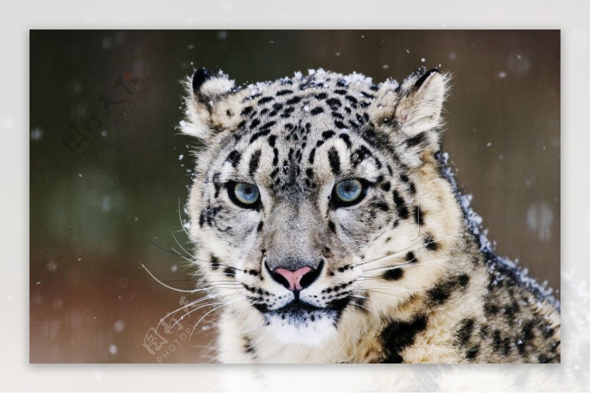高清晰动物-雪豹子摄影图