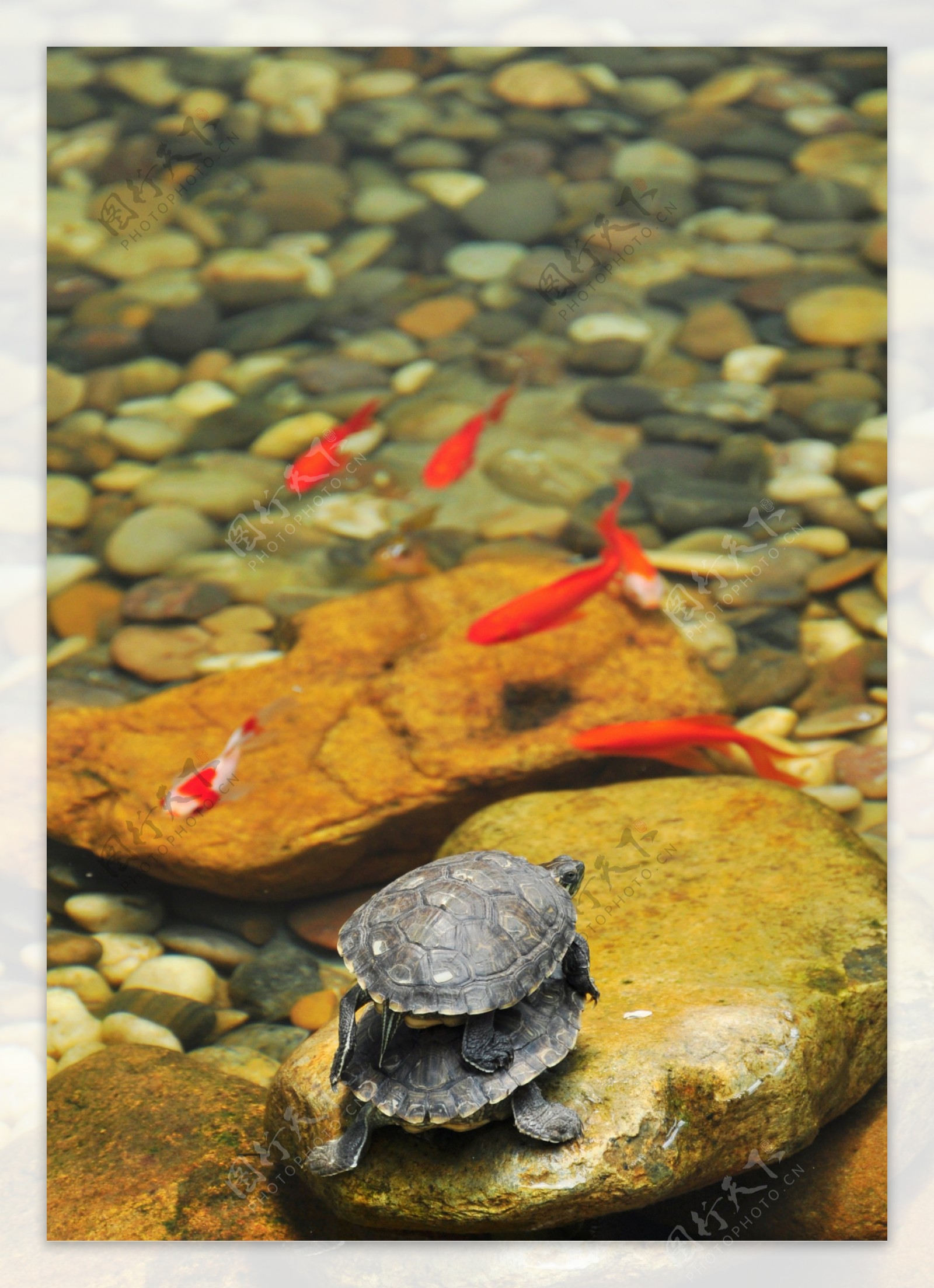 乌龟和金鱼图片