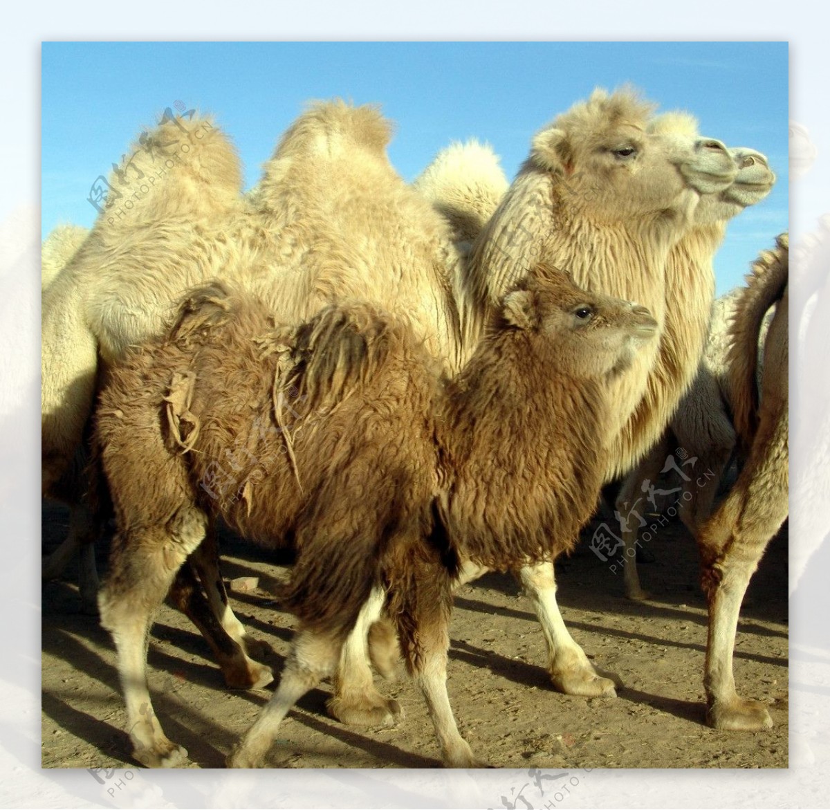 沙漠骆驼群摄影图图片