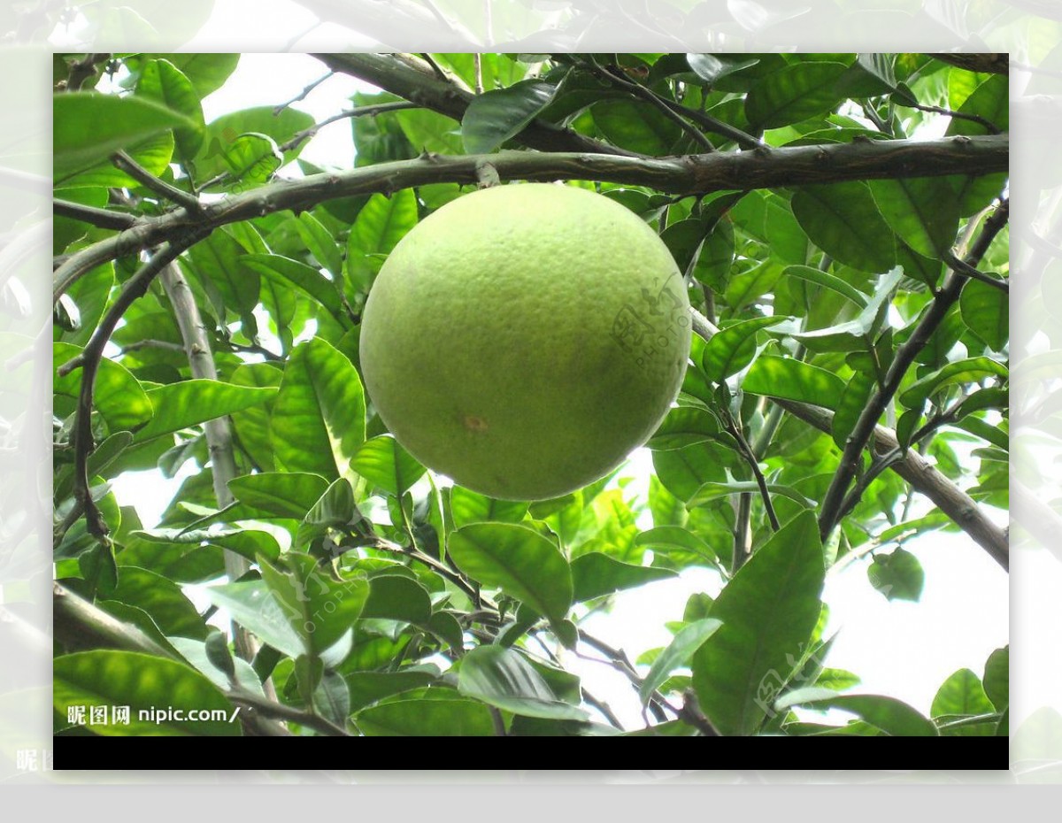 生物世界水果柚子绿叶图片