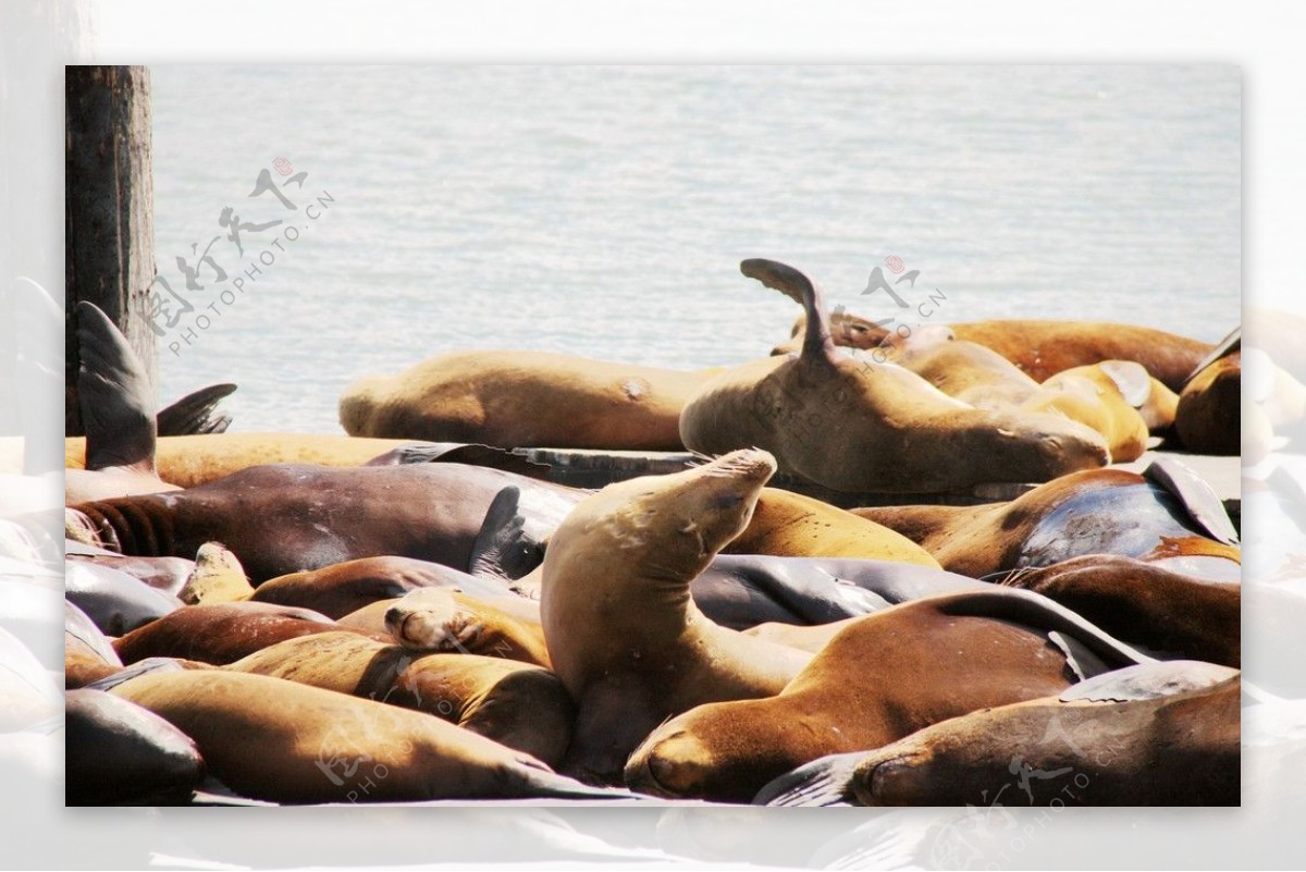 栖息的海狮图片
