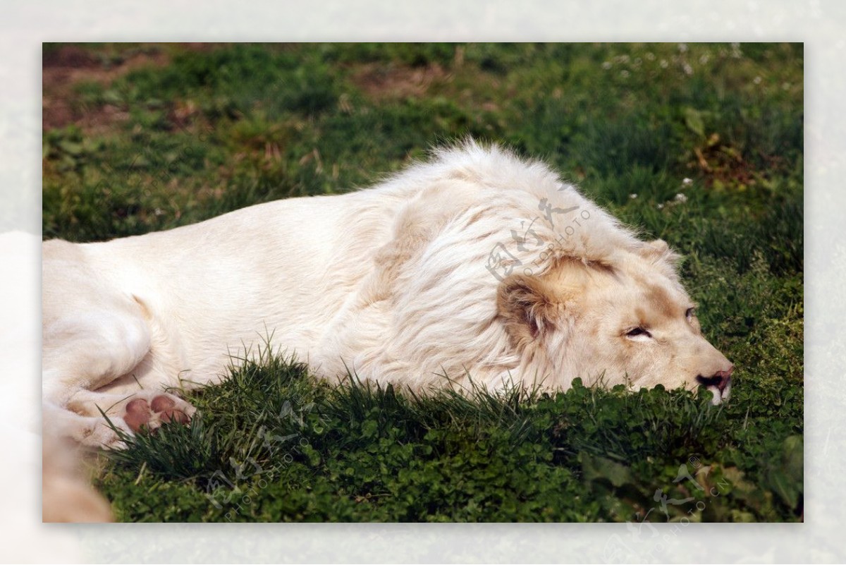 狮子的休息图片