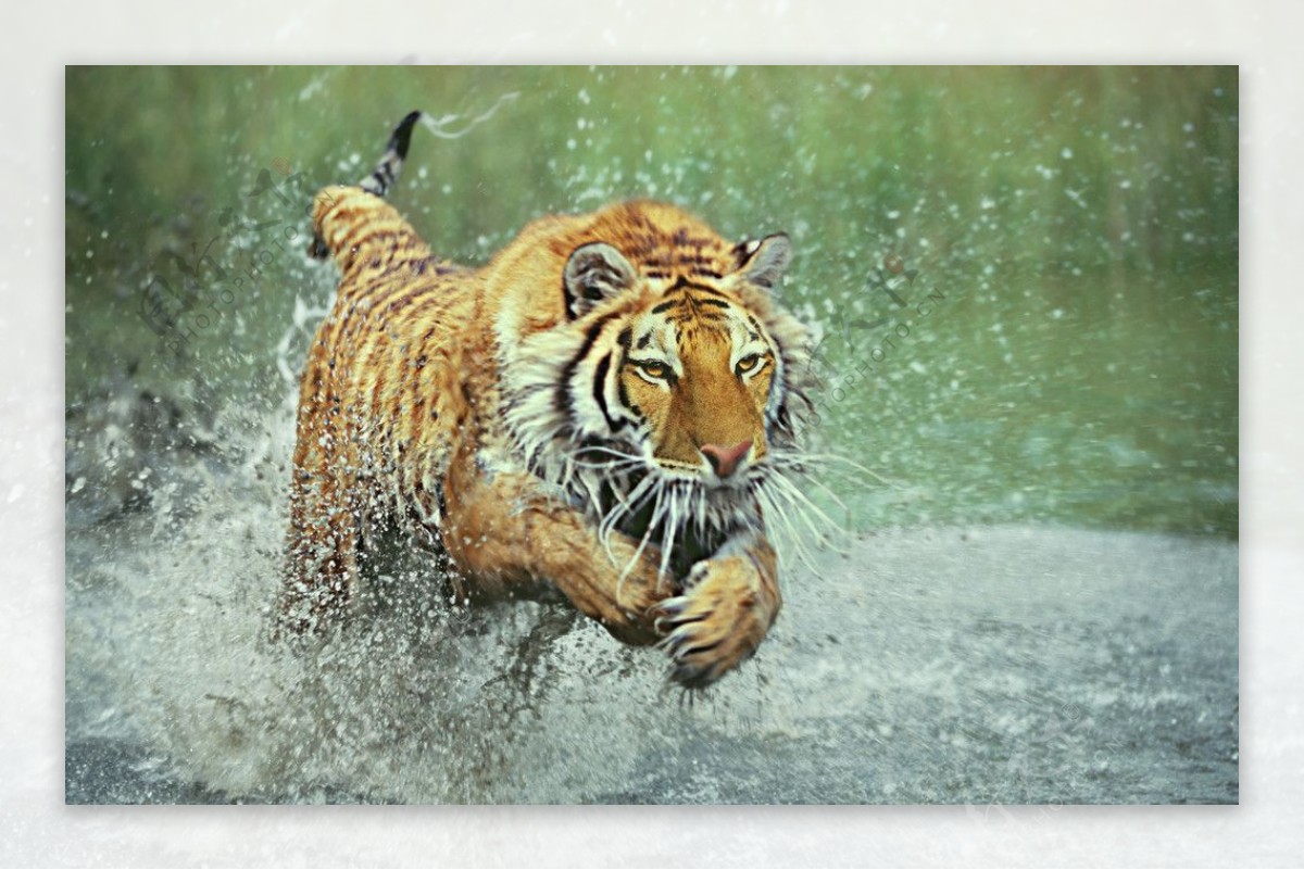 水中奔跑的老虎图片
