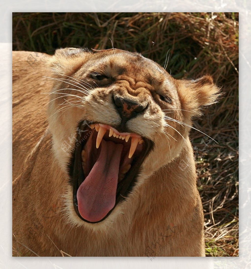 野生动物母狮子图片