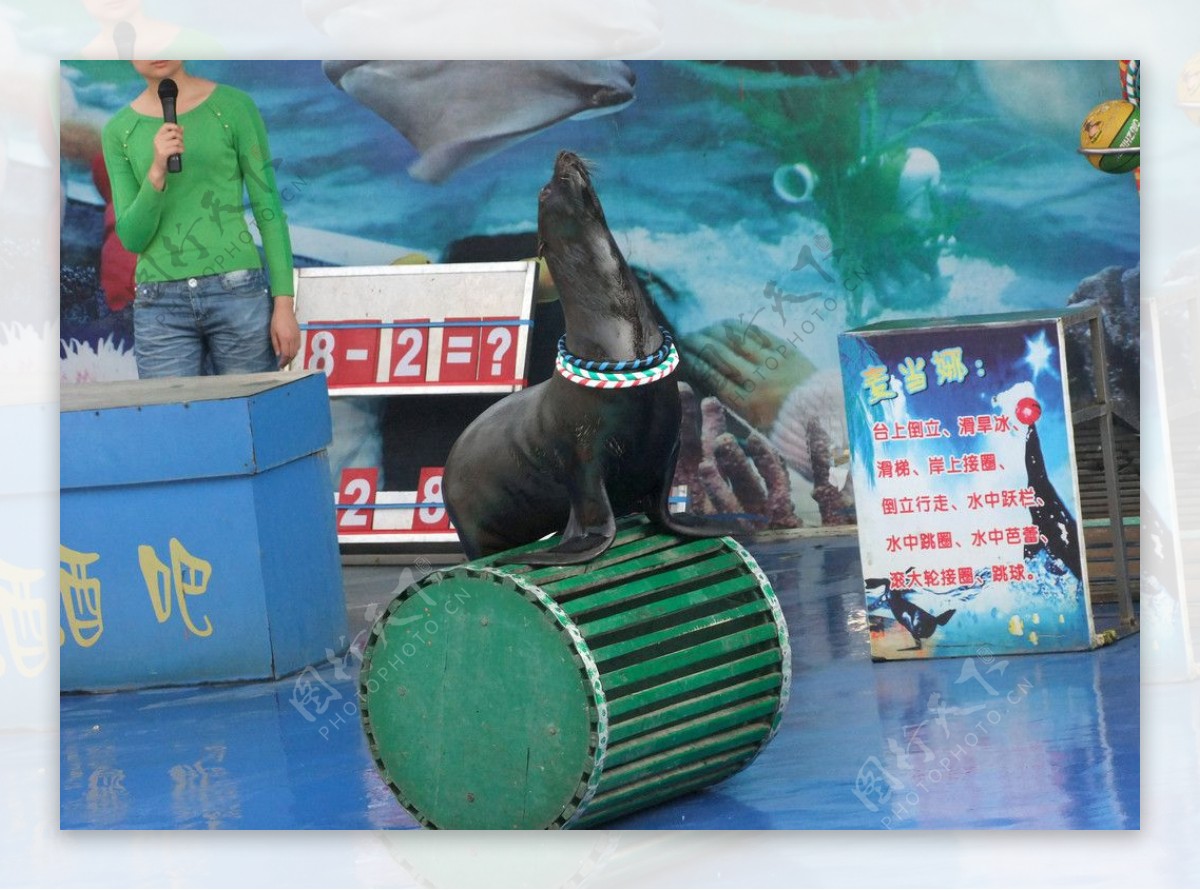 海狮滚木桶图片