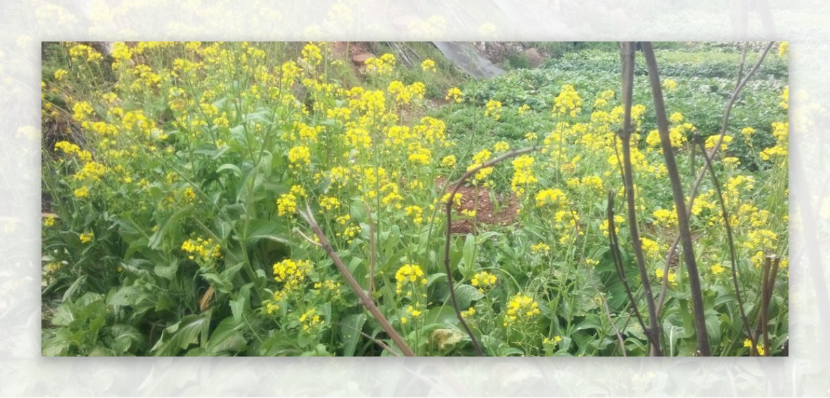 油菜花图片