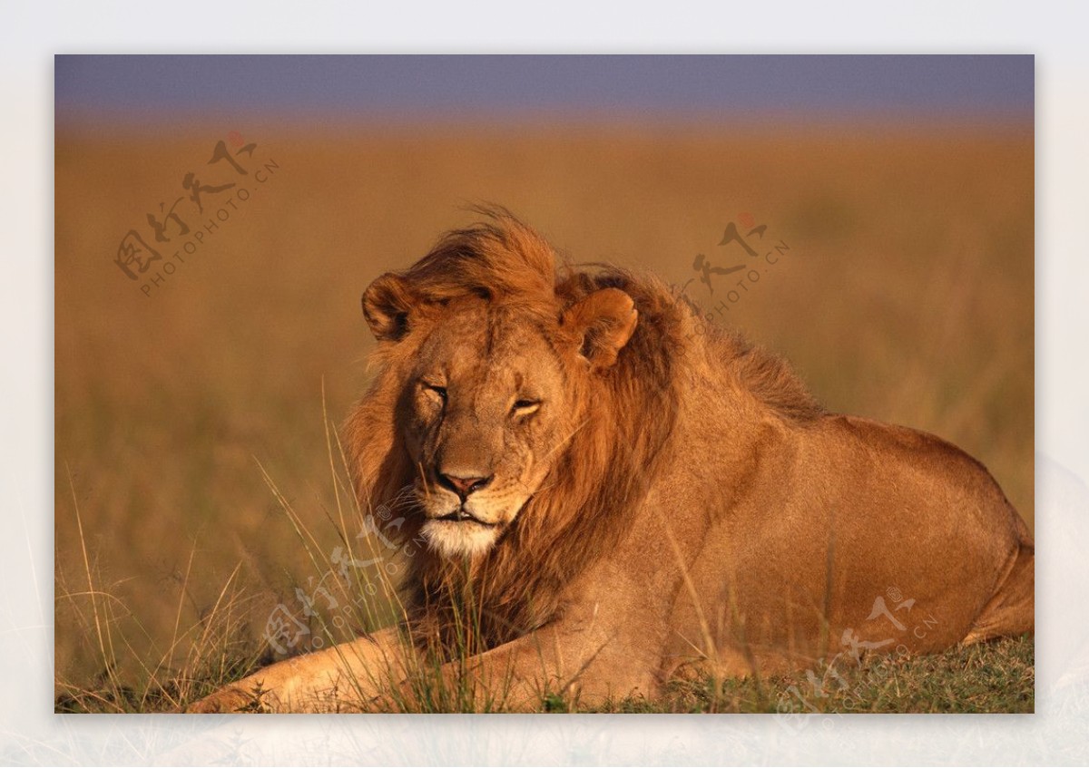 雄狮狮子动物表情野生动物图片