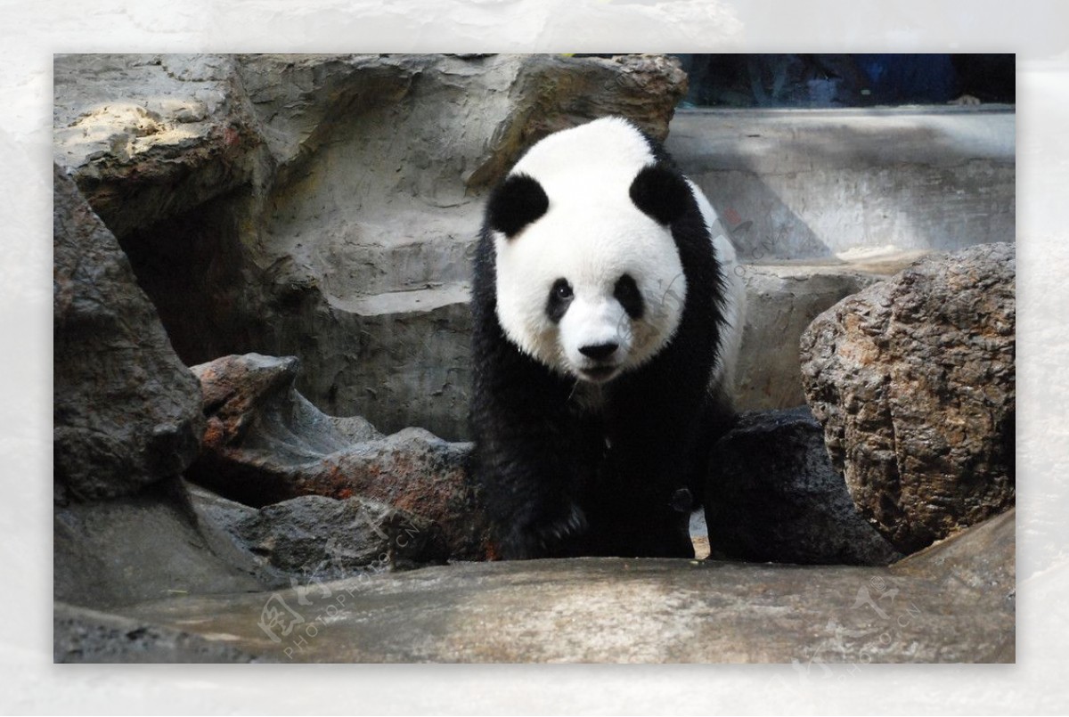 山水间的大熊猫图片