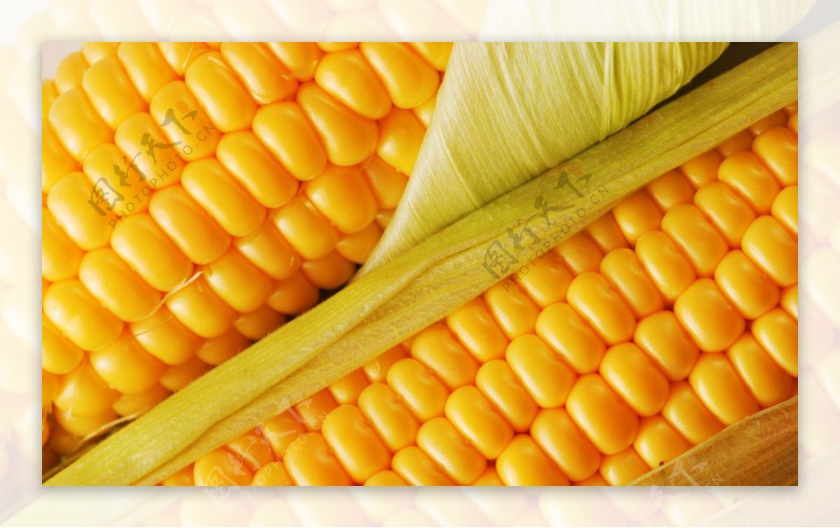 玉米玉米籽玉米粒图片