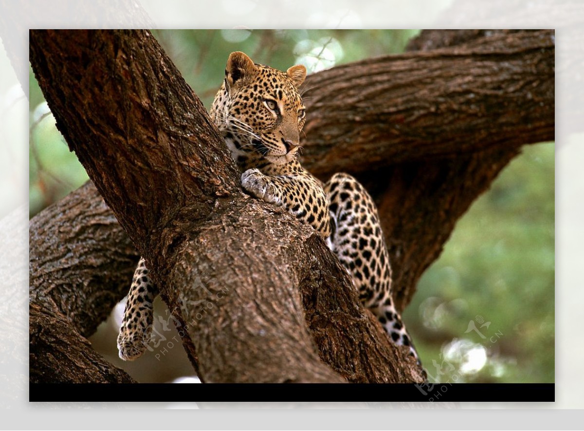 妩媚非洲花豹美洲豹斑点皮毛树木图片