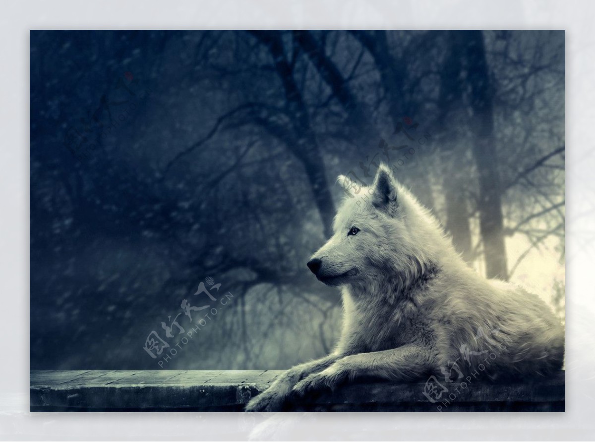 森林之狼图片